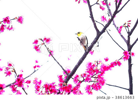 桜 さくら サクラ 38613663