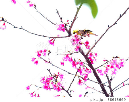 桜 さくら サクラ 38613669