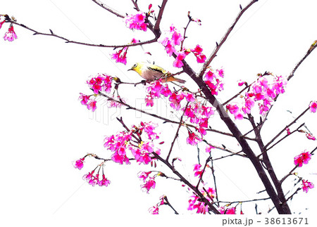 桜 さくら サクラ 38613671