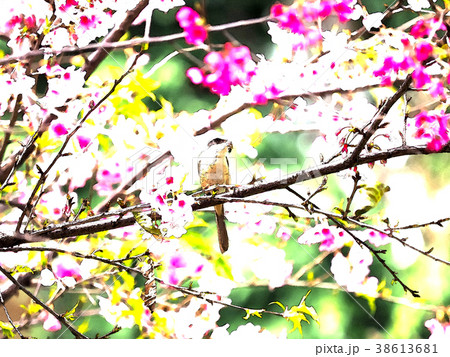 桜 さくら サクラ 38613681