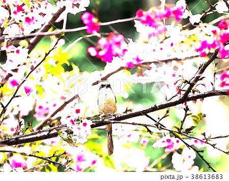 桜 さくら サクラ 38613683