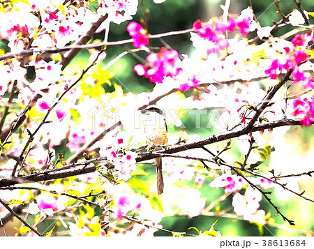 桜 さくら サクラ 38613684