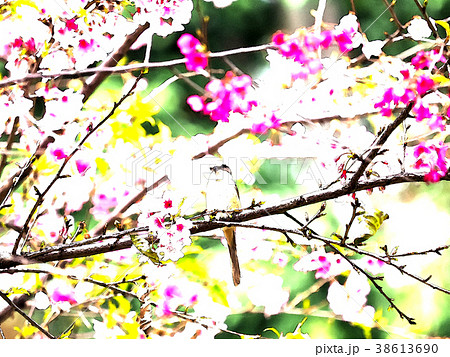 桜 さくら サクラ 38613690