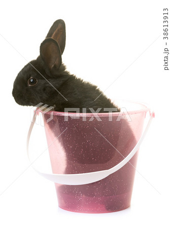 rabbit in studio rabbit in studio 38613913