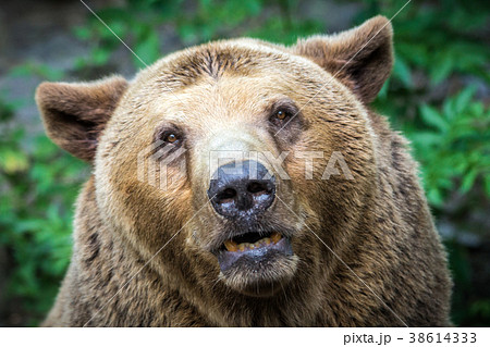 Bear's front view. Bear's front view. 38614333