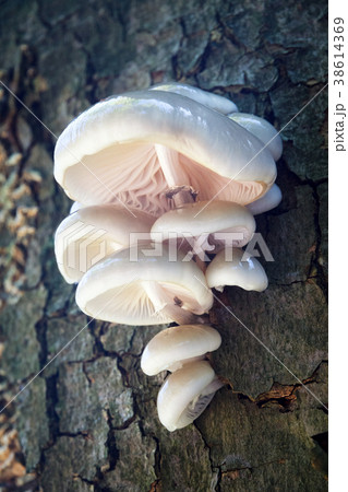porcelain fungus 38614369