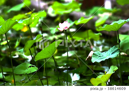 ハス スイレン 蓮 38614609