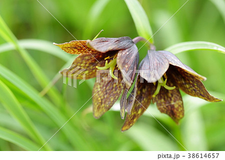 ミヤマクロユリ 38614657