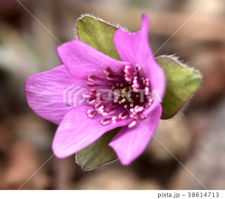 雪割草 雪割草 38614713