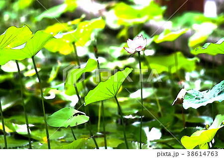 ハス スイレン 蓮 38614763