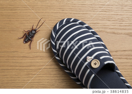 ゴキブリ退治イメージ ゴキブリ退治イメージ 38614835