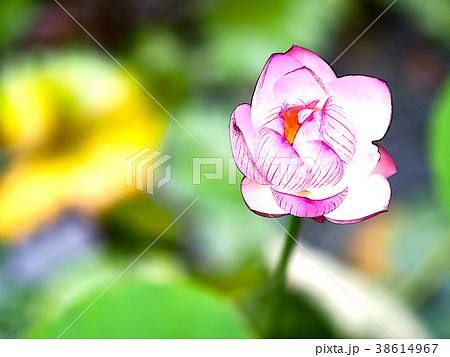 ハス スイレン 蓮 38614967