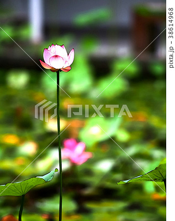 ハス スイレン 蓮 38614968