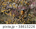 蝋梅とジョウビタキ 38615226
