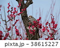紅梅とヒヨドリ 38615227
