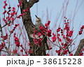 紅梅とヒヨドリ 38615228