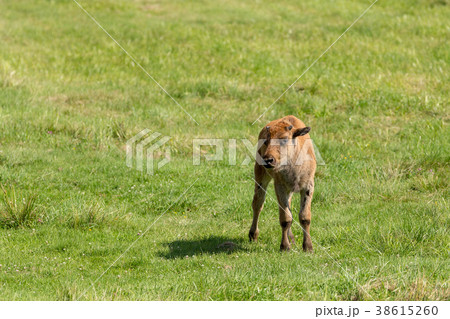 American bison (Bison bison) simply buffalo American bison (Bison bison) simply buffalo 38615260