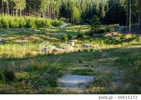 pond in the summer forest pond in the summer forest 38615272