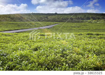 The road through tea plantations on Mauritius.. 38615325