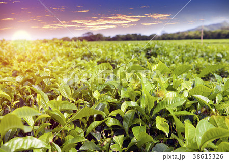 bright sunset over tea fields on Mauritius 38615326