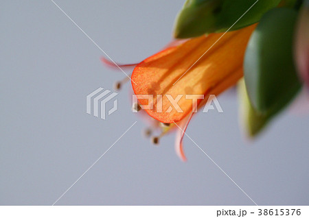 カランコエ・ラウヒー　幸来花　アップ 38615376