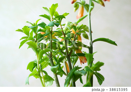 カランコエ・ラウヒー　幸来花 38615395