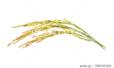 Ears of rice isolated isolated on white background 38616269