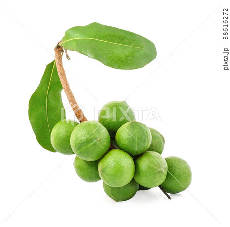 macadamia nuts on white background 38616272
