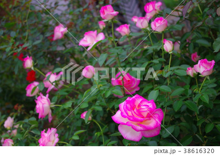 バラ プリンセス・ドゥ・モナコ バラ プリンセス・ドゥ・モナコ 38616320