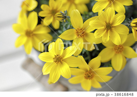 ビデンス ウィンターコスモスの花の写真素材