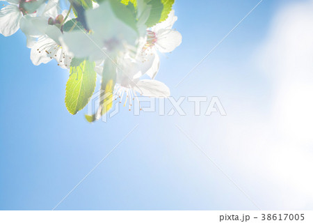 Branch with white flowers on a blossom cherry tree 38617005