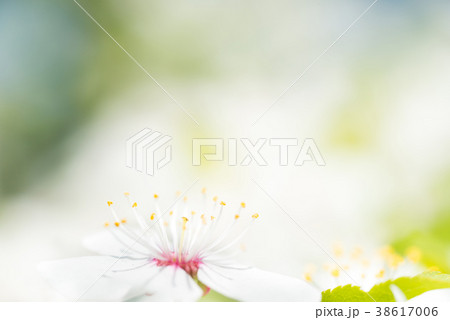 White flowers on a blossom cherry tree 38617006