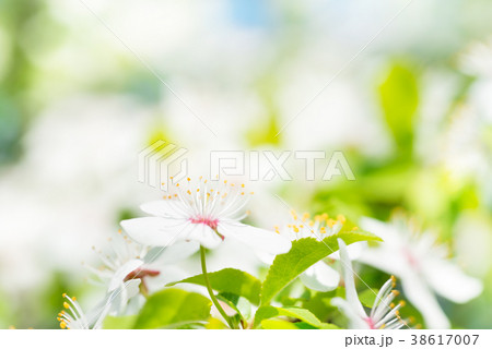 White flowers on a blossom cherry tree 38617007