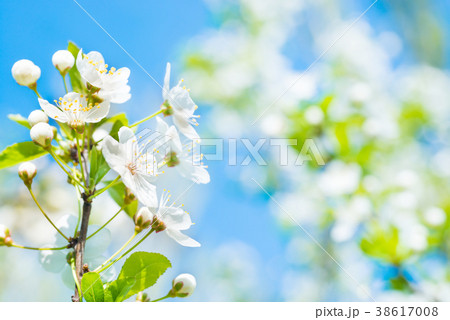 Branch with white flowers on a blossom cherry tree 38617008