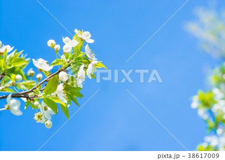 Branch with white flowers on a blossom cherry tree 38617009