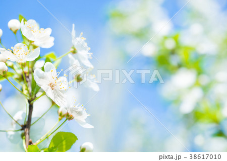 Branch with white flowers on a blossom cherry tree 38617010