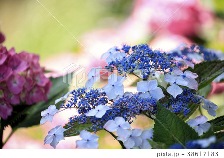 三景園の紫陽花 三景園の紫陽花 38617183