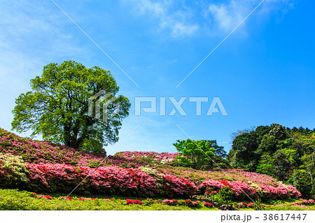 長串山公園のつつじ　【長崎県佐世保市鹿町町】 38617447