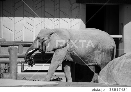 アフリカゾウ 38617484