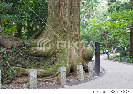 高尾山 高尾山薬王院 表参道 蛸杉 たこすぎ の写真素材