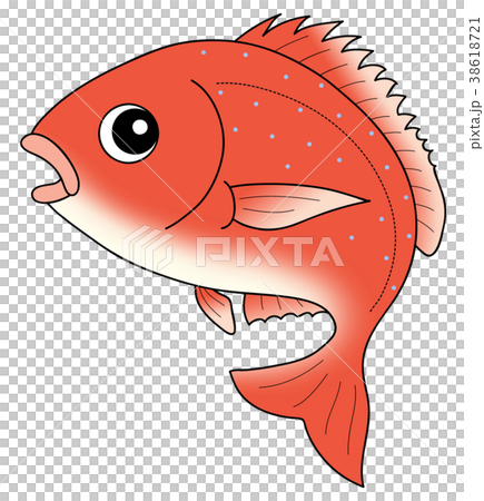 Red snapper - Stock Illustration [38618721] - PIXTA