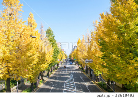 東京都　八王子いちょう祭り　甲州街道沿い 38619492