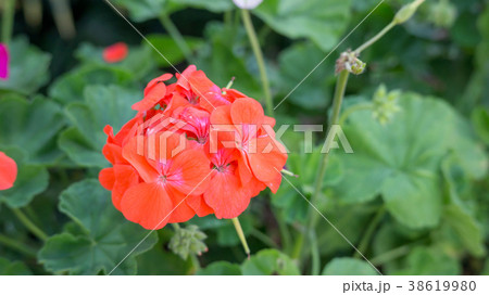 Red Geranium flower in a garden. 38619980
