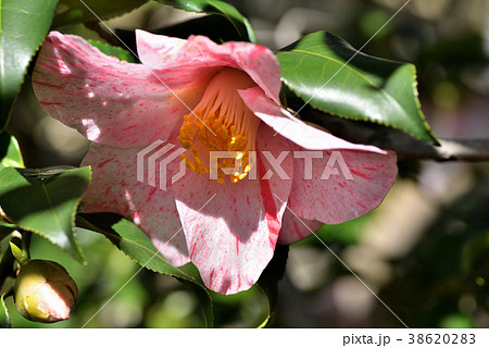 ツバキ(氷室雪月花) ツバキ(氷室雪月花) 38620283