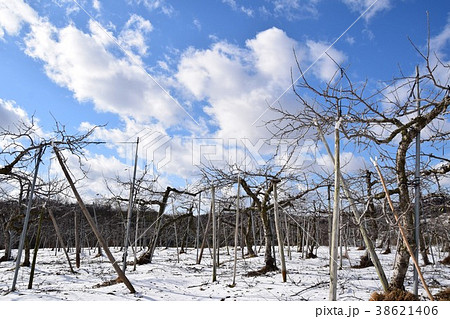 りんご畑冬 38621406