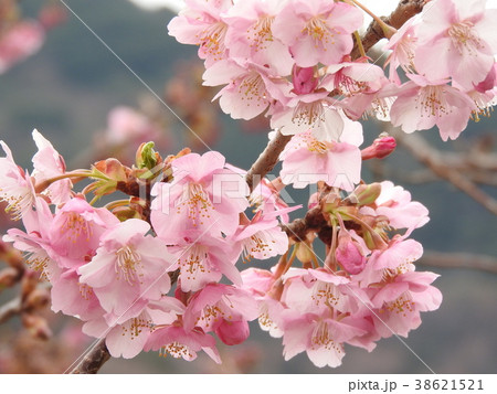 河津桜 河津桜 38621521