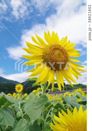 ヒマワリ 愛媛県大洲市のひまわり畑 の写真素材