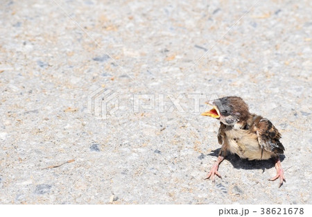 スズメの赤ちゃん スズメの赤ちゃん 38621678