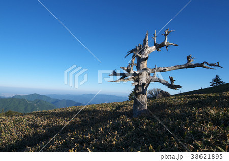 瓶ヶ森の白骨樹（愛媛県西条市） 38621895