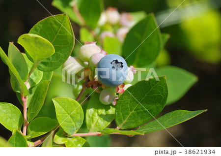 ブルーベリーの栽培 38621934